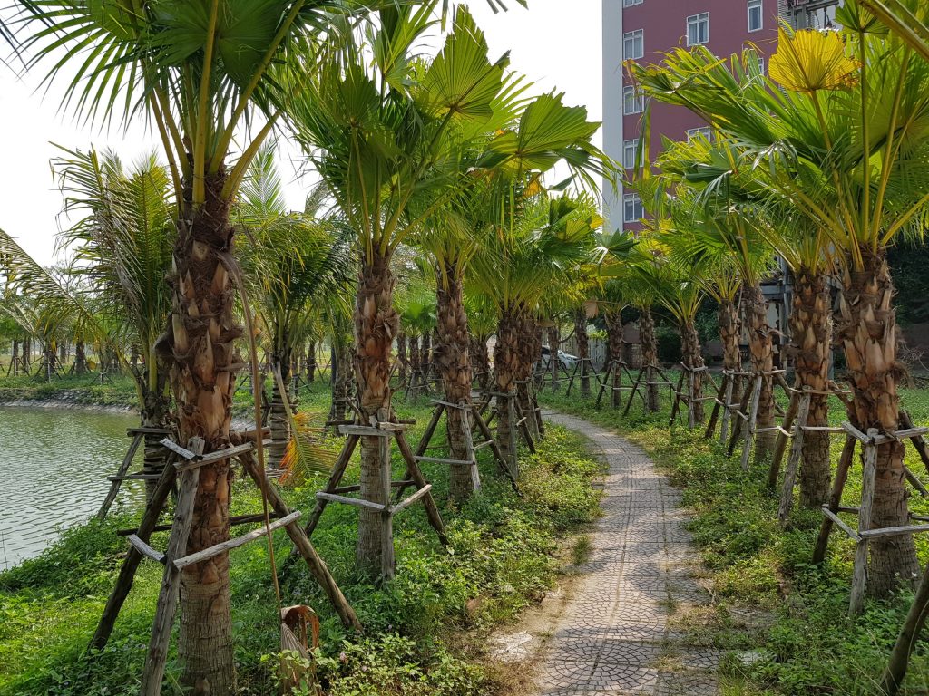 Ảnh thực tế Dự án tháng 12 năm 2020